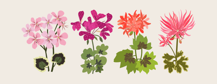 Pelargonium range