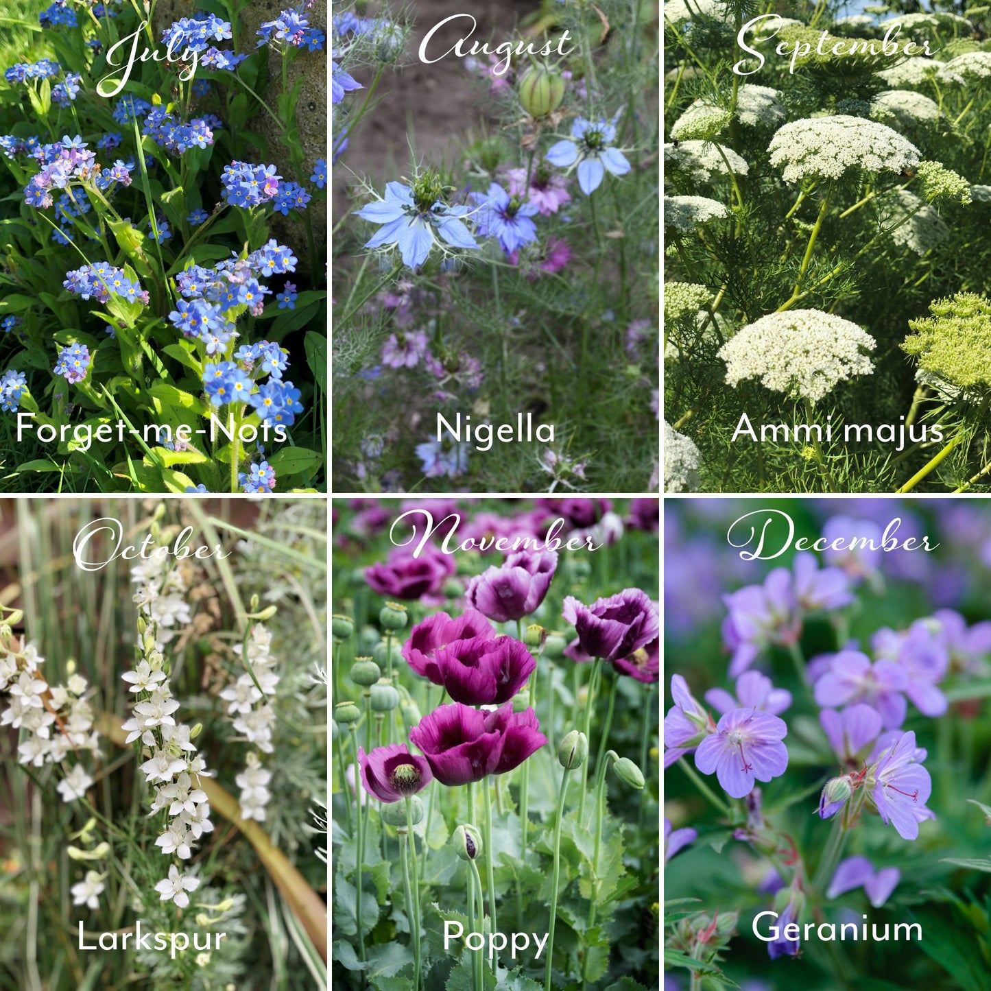 2026 Calendar, Flower illustrations, 12 Packets of Seeds (one to sow each month), A5 opens to A4, Gift boxed