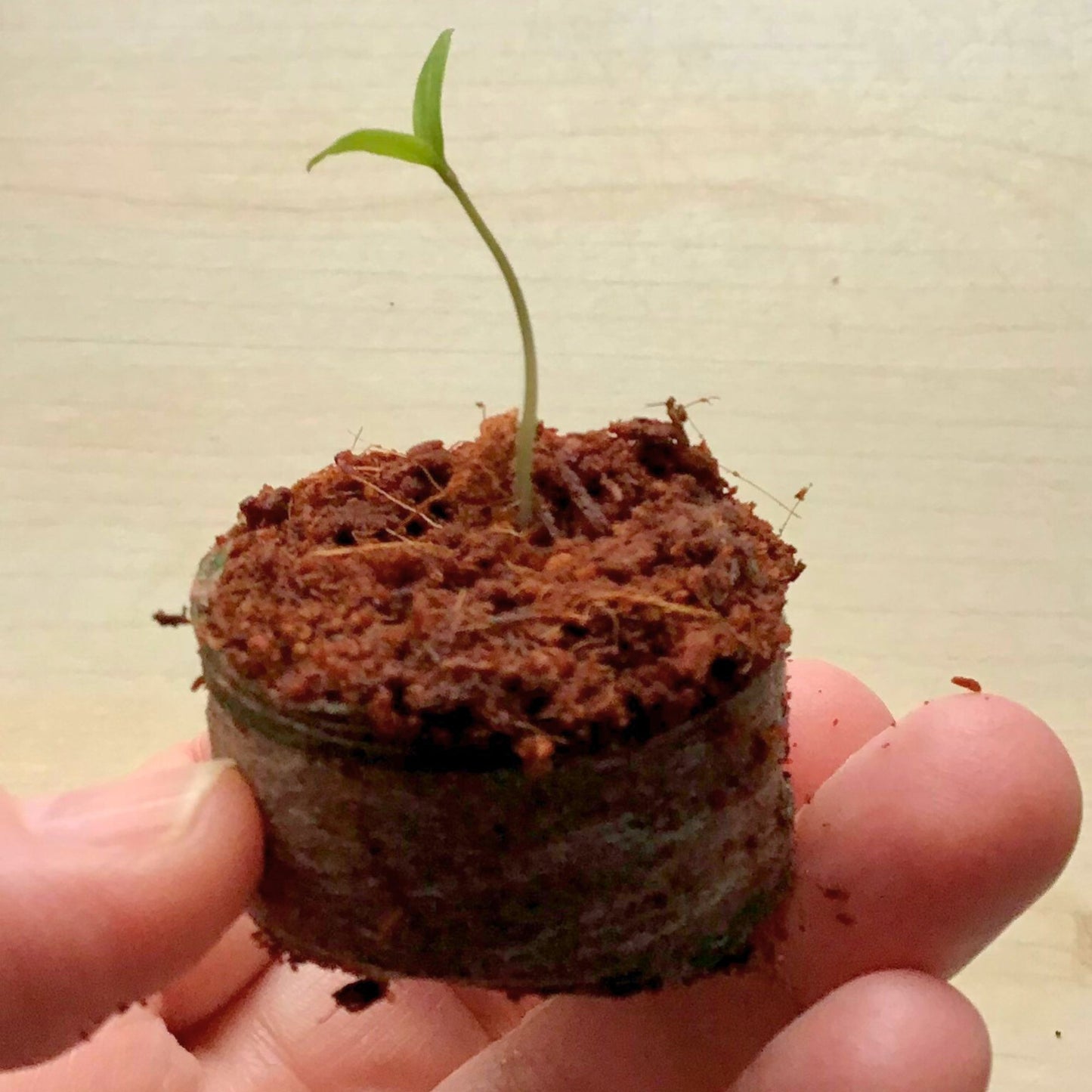 Grow Your Own Tomatoes Seed Kit