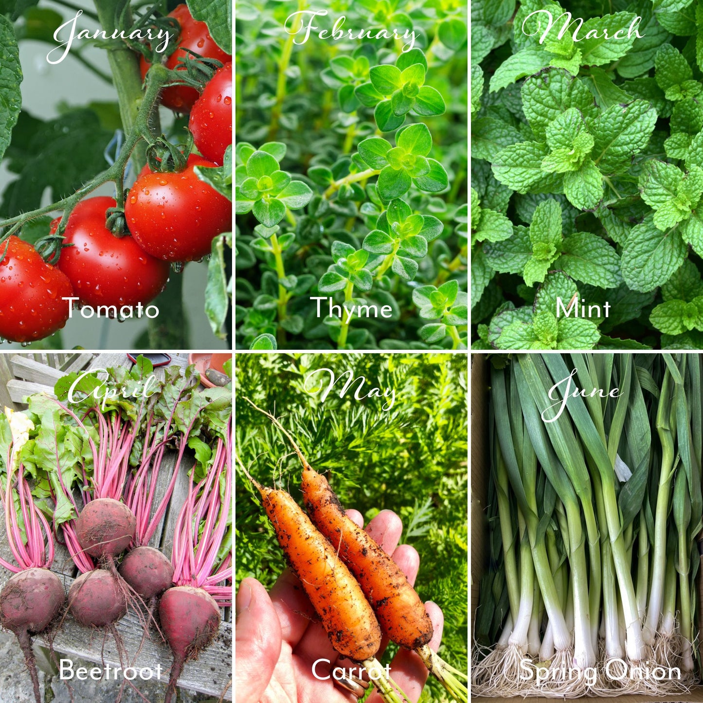 2026 Calendar, Vegetable & Herb design, A5 opens to A4, 12 Packets of seeds, gift boxed