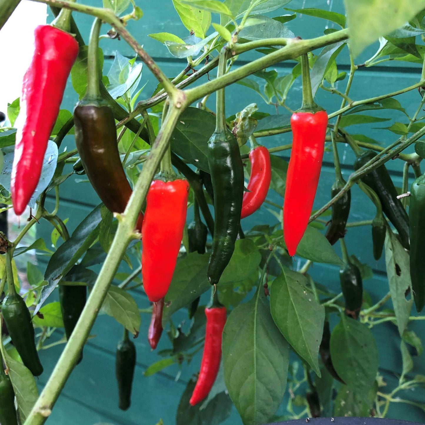 Grow Your Own Chillies Seed Kit