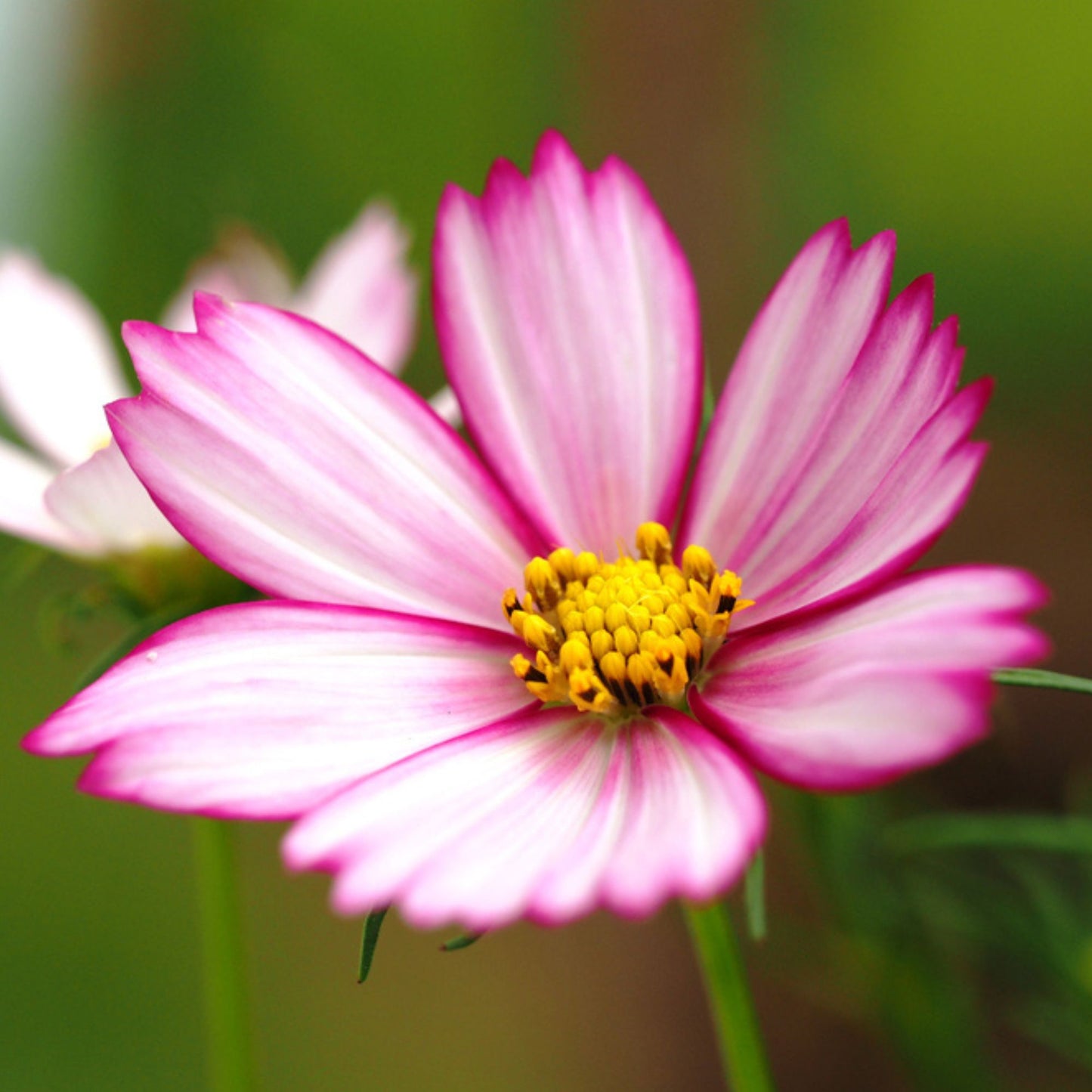 Cottage Garden Flower Seed Collection