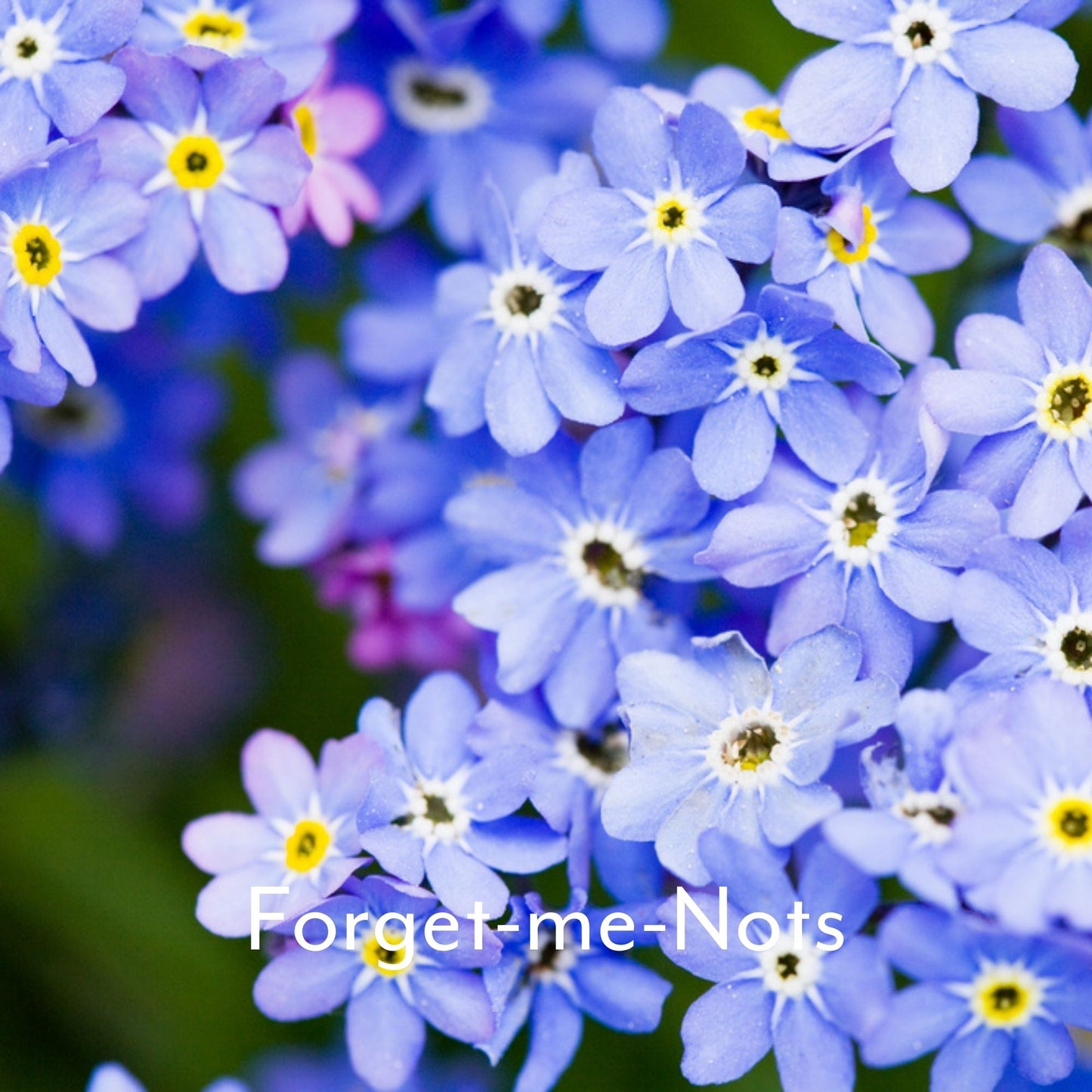 Cottage Garden Flower Seed Collection