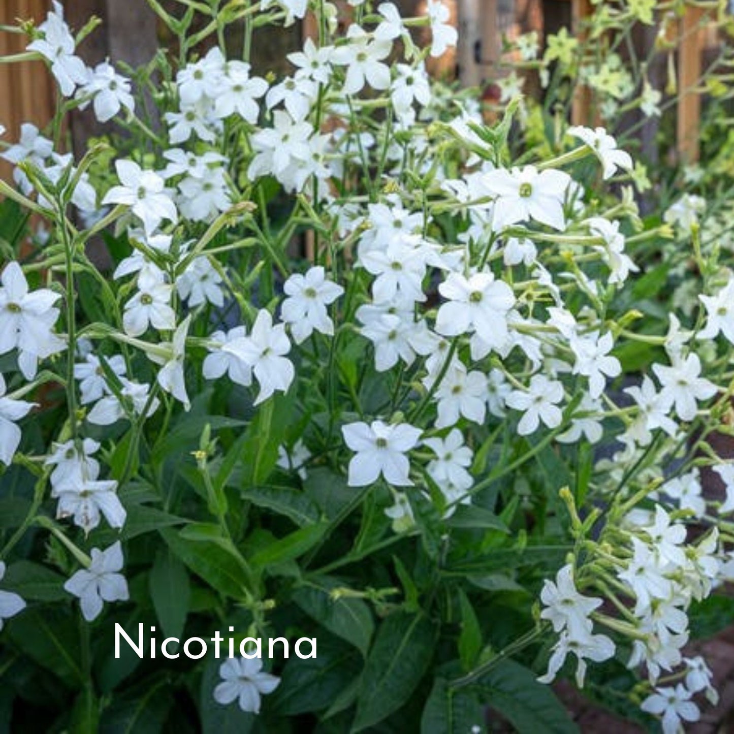 Cottage Garden Flower Seed Collection