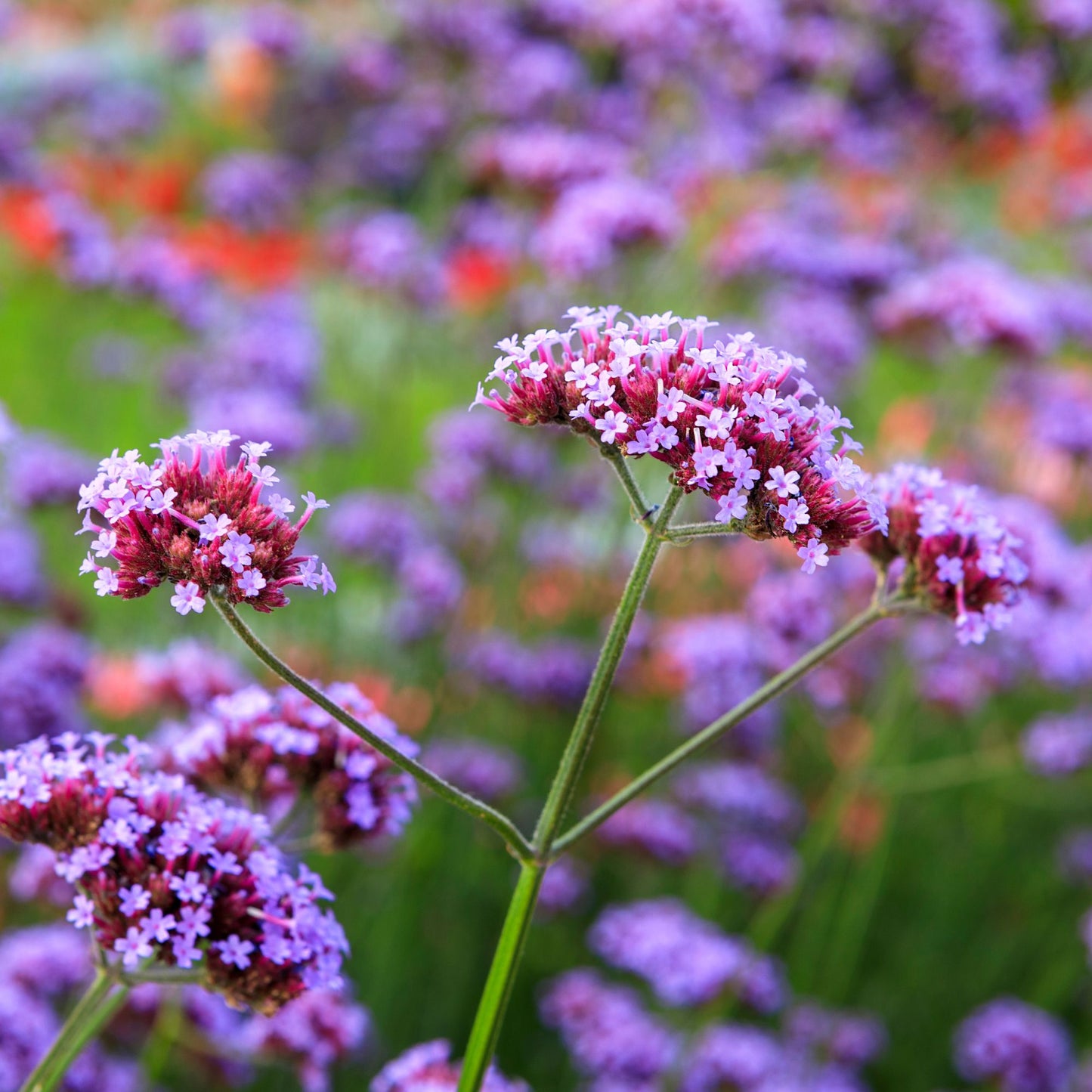 Cottage Garden Flower Seed Collection