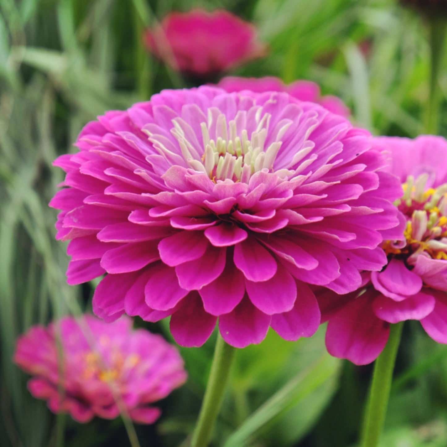 Cottage Garden Flower Seed Collection